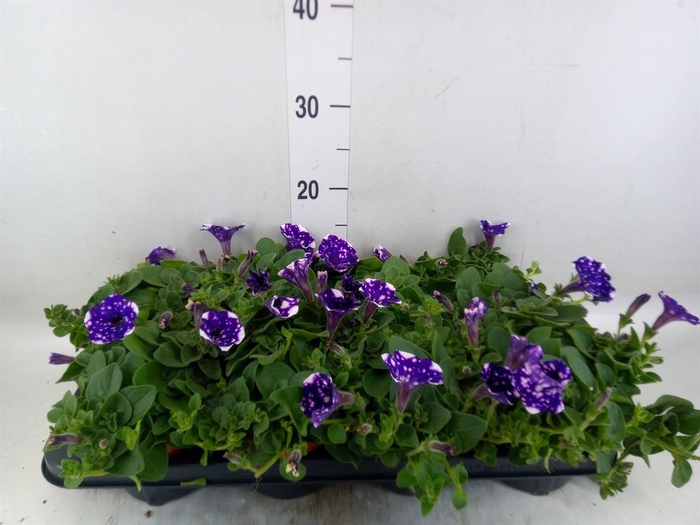 <h4>Petunia 'Nightsky'</h4>