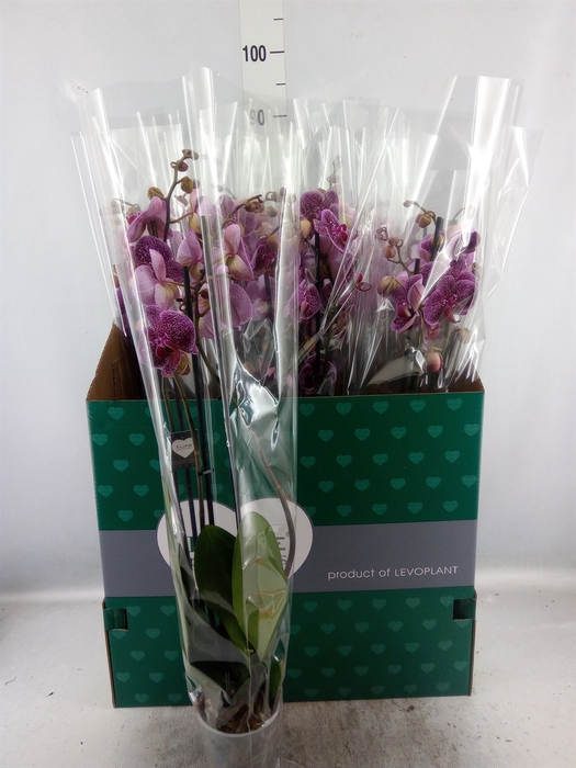 <h4>Phalaenopsis  'Jaguar'</h4>