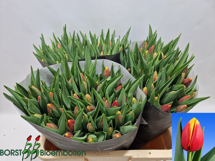 <h4>TU EN REPLAY</h4>