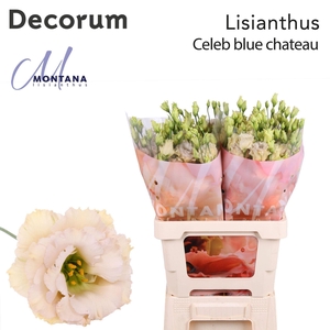 Eustoma russ. DU 'Blue Chateau'