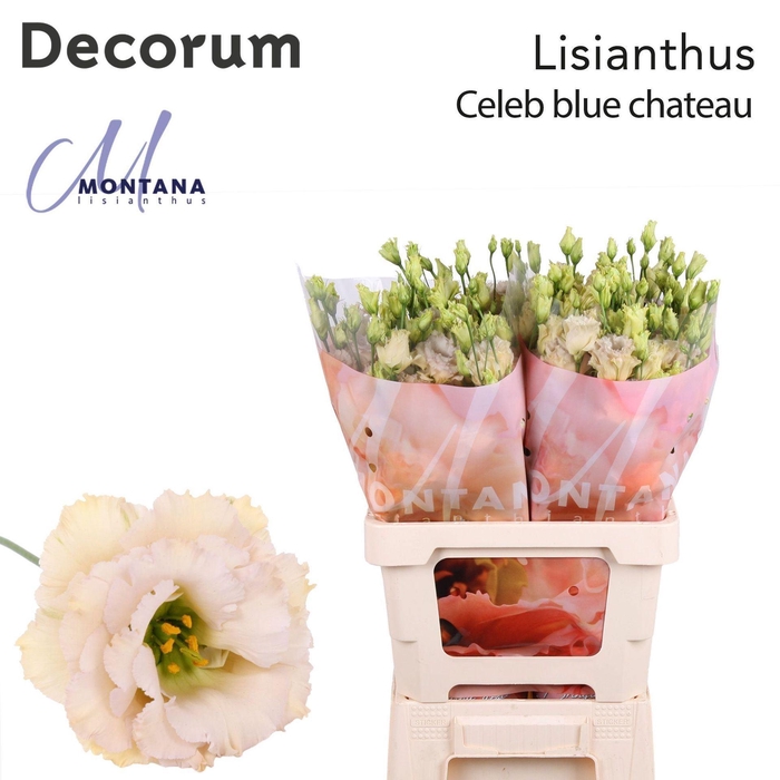 <h4>Eustoma russ. DU 'Blue Chateau'</h4>