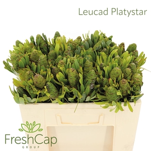 Leucad Platystar