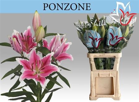 <h4>Li Or Ponzone</h4>