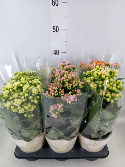 <h4>Kalanchoe   ...</h4>