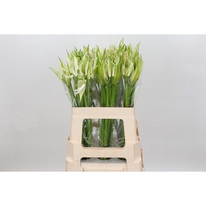 Nerine Like A Virgin