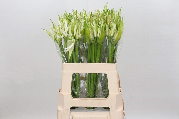 <h4>Nerine Like A Virgin</h4>