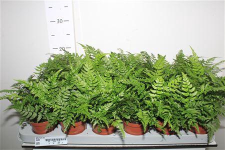 <h4>Athyrium Ov</h4>