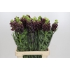 Fritillaria Persica