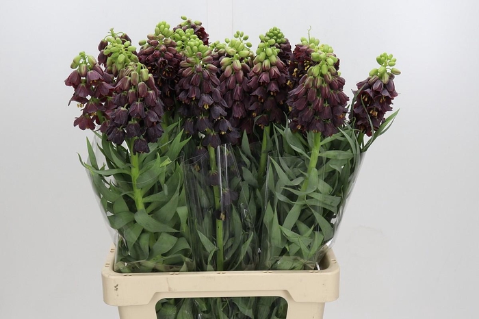 <h4>Fritillaria Persica</h4>