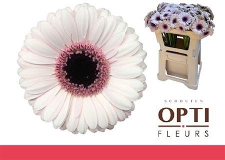 <h4>Ge Mi Abby Lou</h4>