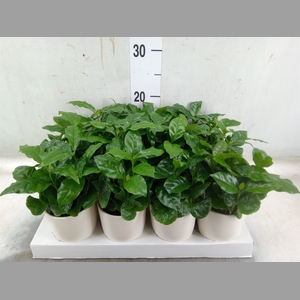 Coffea arabica
