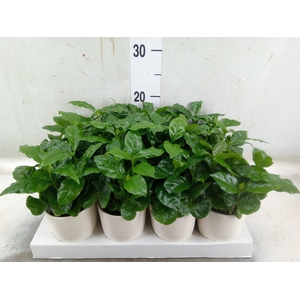 Coffea arabica