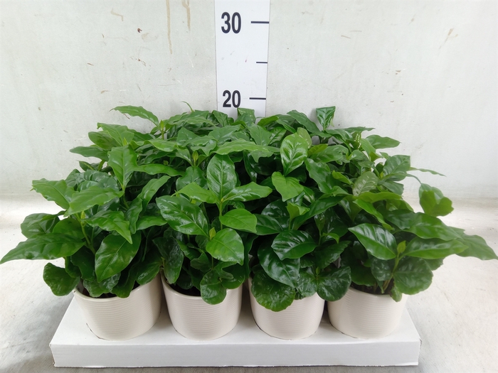 <h4>Coffea arabica</h4>