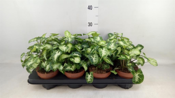 <h4>Syngonium  'Pixie'</h4>