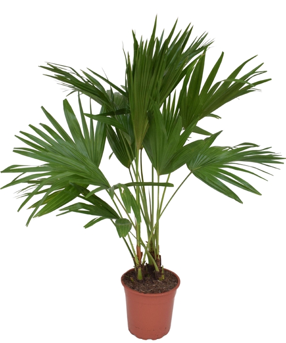 <h4>Livistona rotundifolia P24</h4>
