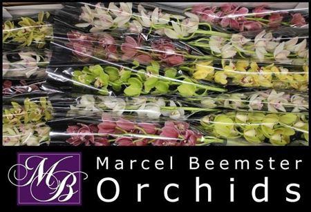 <h4>Cymb Mi Gem</h4>