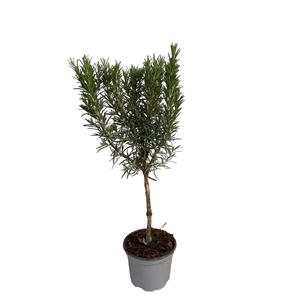Rosmarinus officinalis - op stam