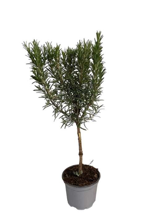 <h4>Rosmarinus officinalis - op stam</h4>