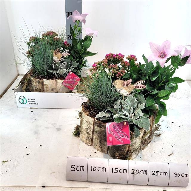 <h4>ARR TUINPLANTEN</h4>