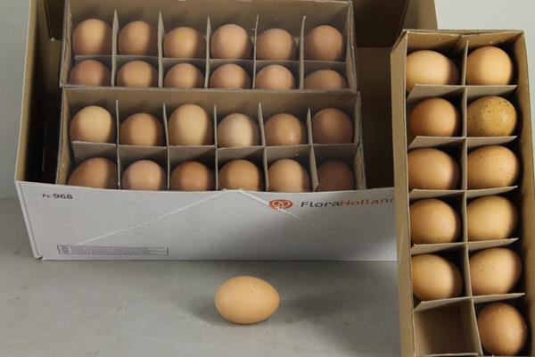 Egg Chicken Brown Box(12pcs)