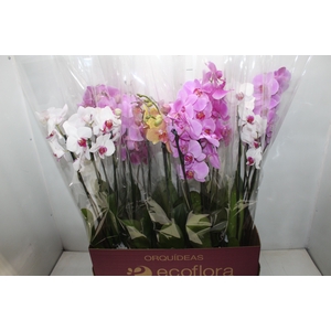 PHALAENOPSIS P12 2 HT