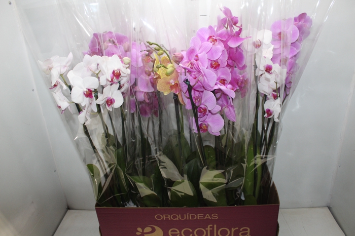 <h4>PHALAENOPSIS P12 2 HT</h4>