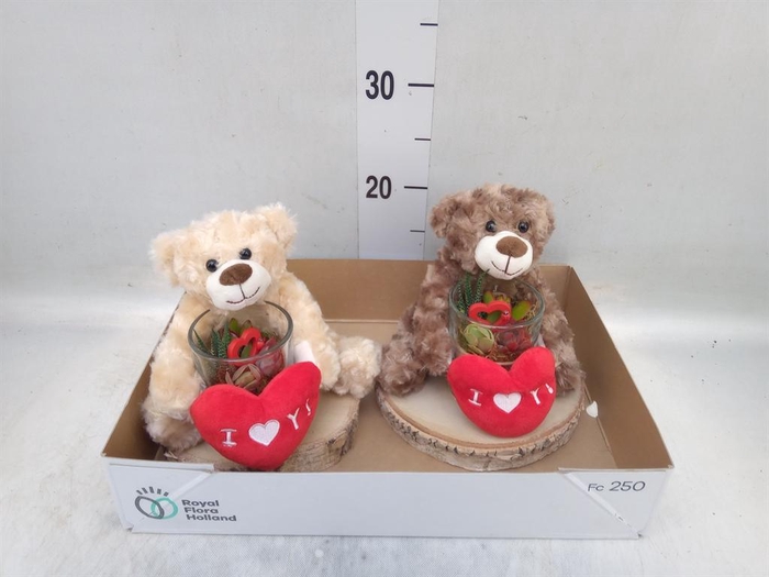 <h4>Arr.  Succulents L%</h4>