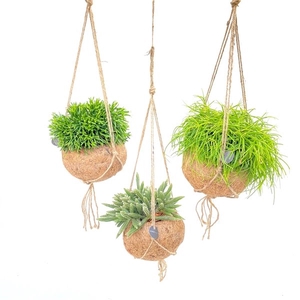 Kokodama Rhipsalis Mix Hang