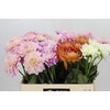 Dahlia Gemengd in fust