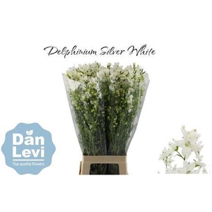 Delph En Morpho Silky White