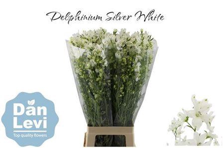 <h4>Delph En Morpho Silky White</h4>