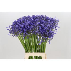 Agapanthus Donau
