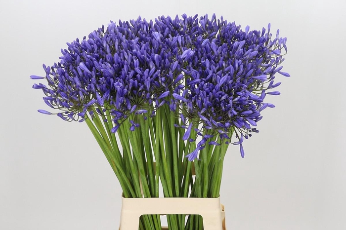 <h4>Agapanthus Donau</h4>