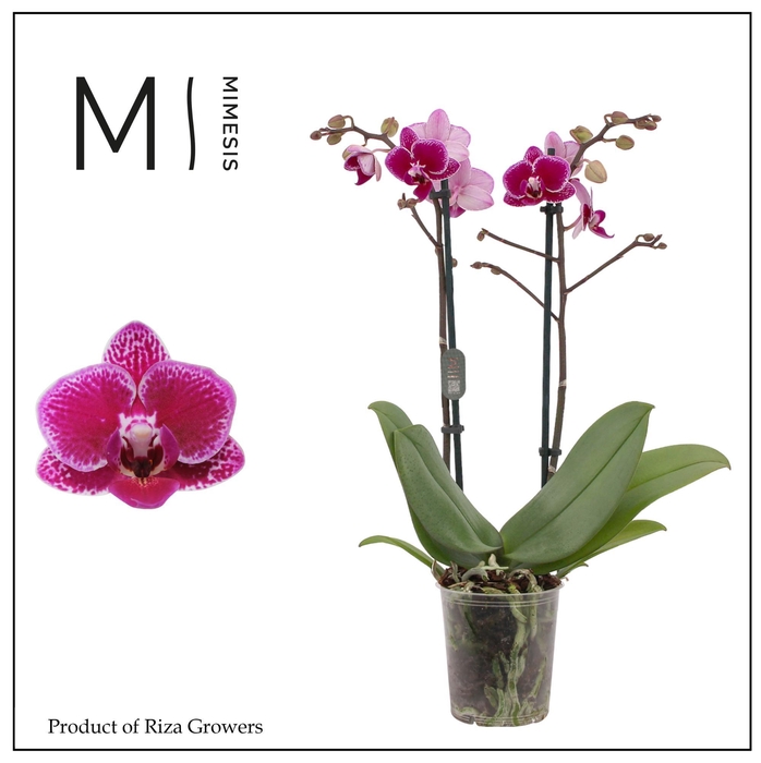 <h4>Phalaenopsis Hornglin 2 spike – 9cm | Mimesis</h4>