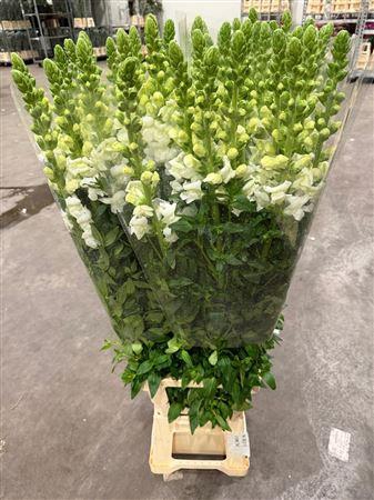 <h4>Antir Poto White</h4>