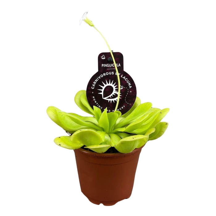 <h4>VLEESETENDE PLANTEN</h4>