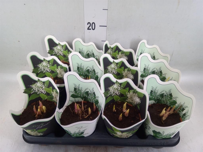 <h4>Convallaria majalis</h4>