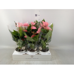 Anthurium andr. 'Pink Champion'