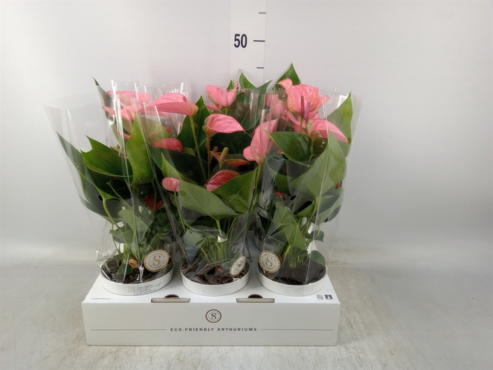 <h4>Anthurium andr. 'Pink Champion'</h4>