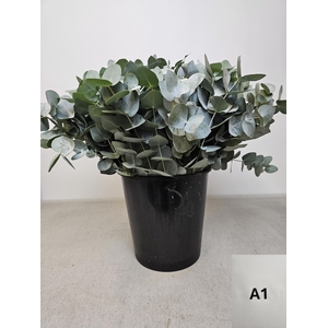EUC CINEREA PER STEEL -IT-