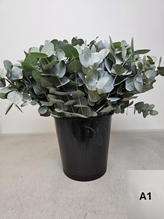 <h4>EUC CINEREA PER STEEL -IT-</h4>