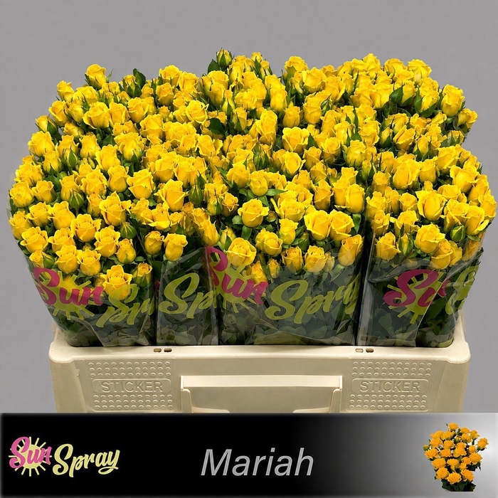 <h4>R TR MARIAH</h4>