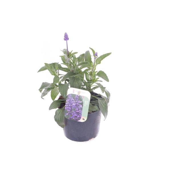 Salvia farinacea