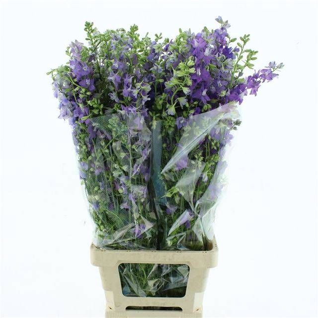 <h4>CONS R Q VIOLE LILAC</h4>
