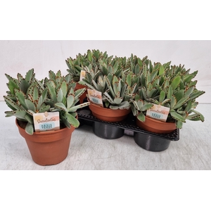 KALANCHOE TOMENTOSA