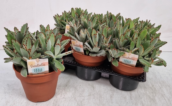 <h4>KALANCHOE TOMENTOSA</h4>
