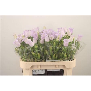 Campanula Med Champ Lavendel
