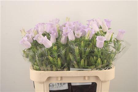 <h4>Campanula Med Champ Lavendel</h4>
