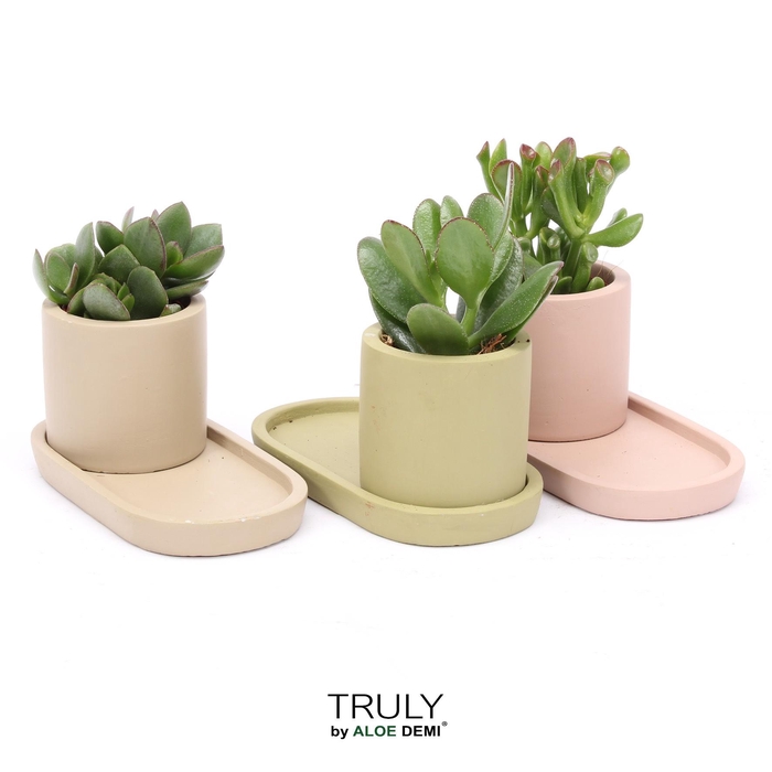 <h4>TRULY Crassula, plateau</h4>