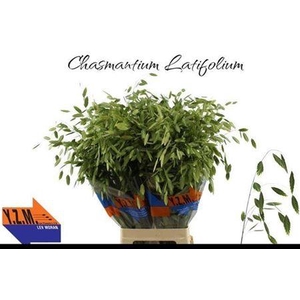 Chasmanth Latifolium 80 Cm
